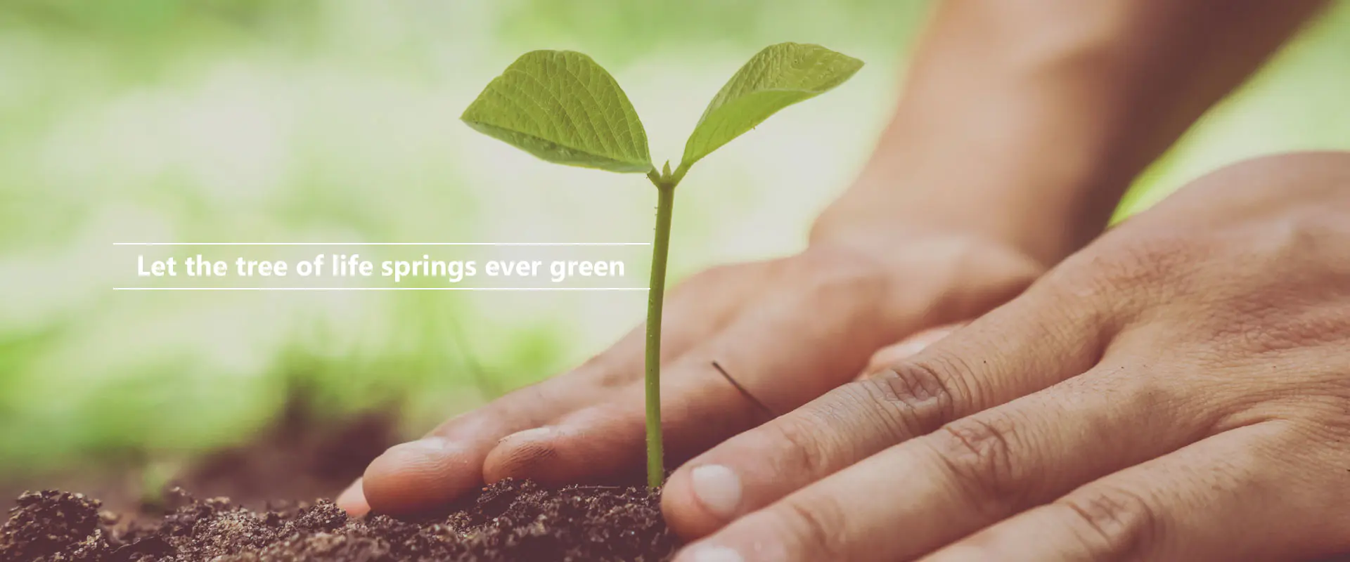 Нека дървото на живота извира вечно зелено